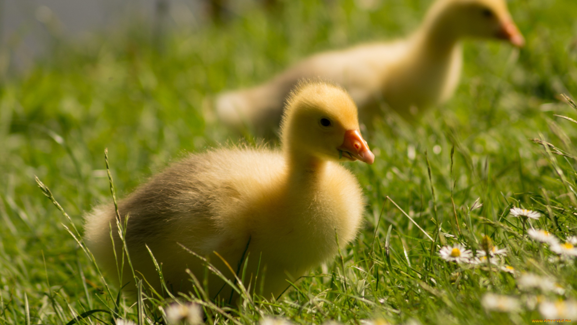 животные, гуси, птицы, детеныши, берег, гусёнок, гусята, гусь, парочка, поле, гусенок, ромашки, трава, малыши, лужайка, цветы, птенцы, лето, луг