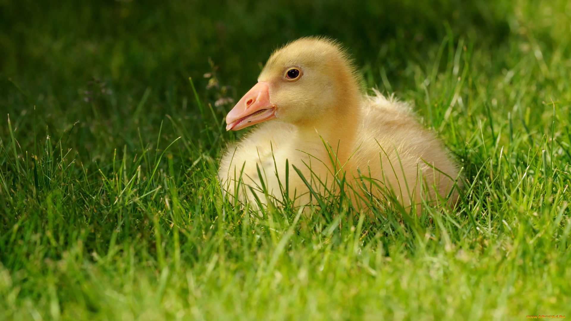 животные, гуси, зелень, гусь, фауна, птенец, желтый, гусёнок, птица, лето, птицы, трава, язык, лежит, гусенок, малыш, природа