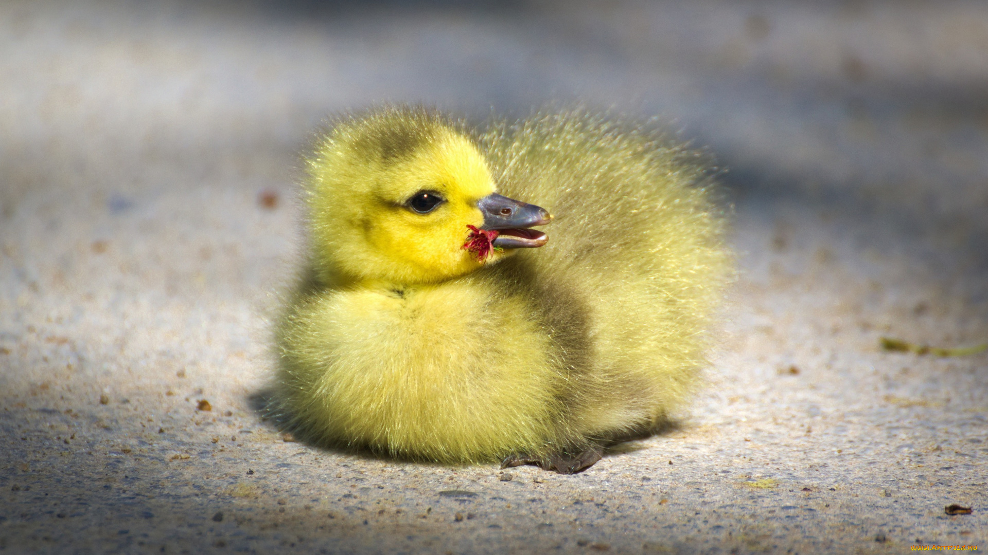 животные, гуси, желтый, лежит, гусенок, фон, глазки, лапочка, малыш, гусь, хорошенький, гусёнок, цветочек, дорога, клюв, птицы, маленький, птенец
