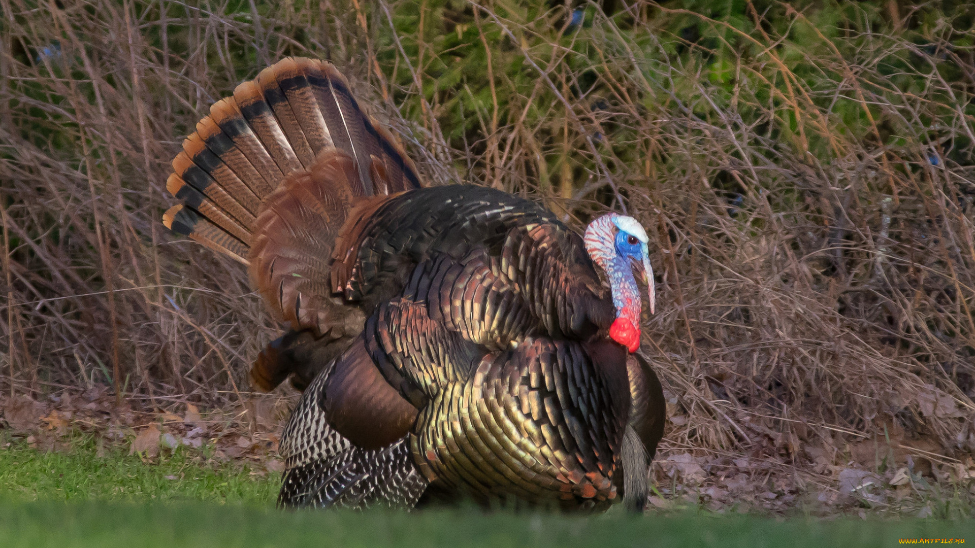 животные, индюки, птичка