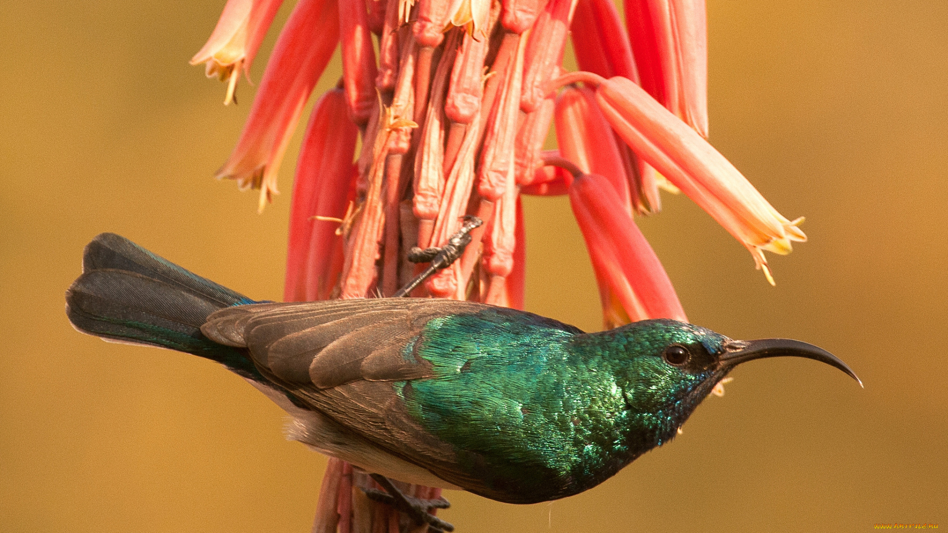 животные, колибри, птичка