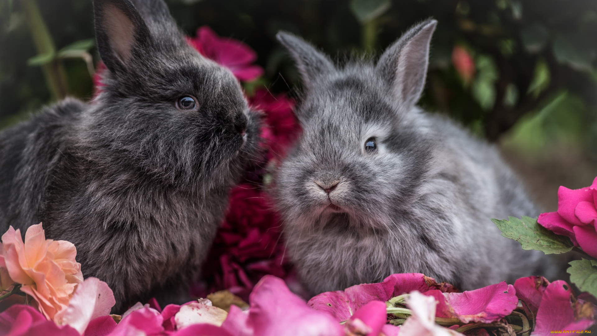животные, кролики, , зайцы, цветы, размытые