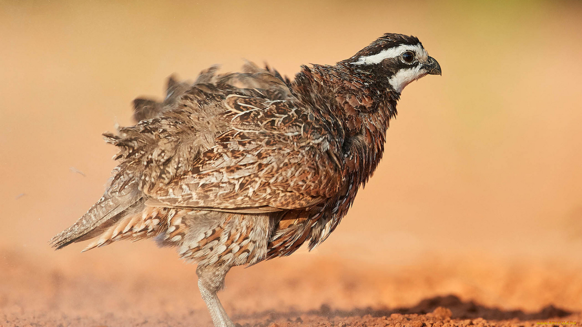 животные, куропатки, , рябчики, , перепела, птичка