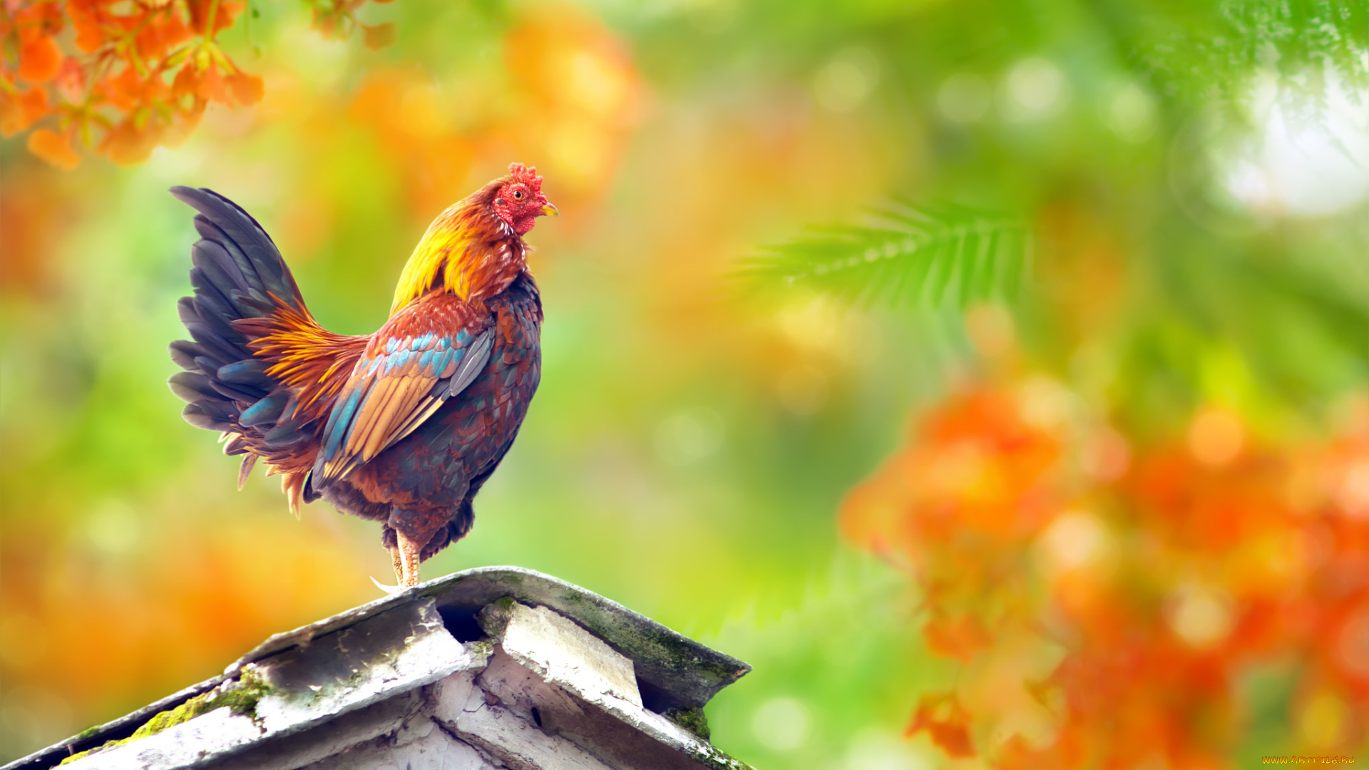 животные, куры, , петухи, окрас, крыша, петух