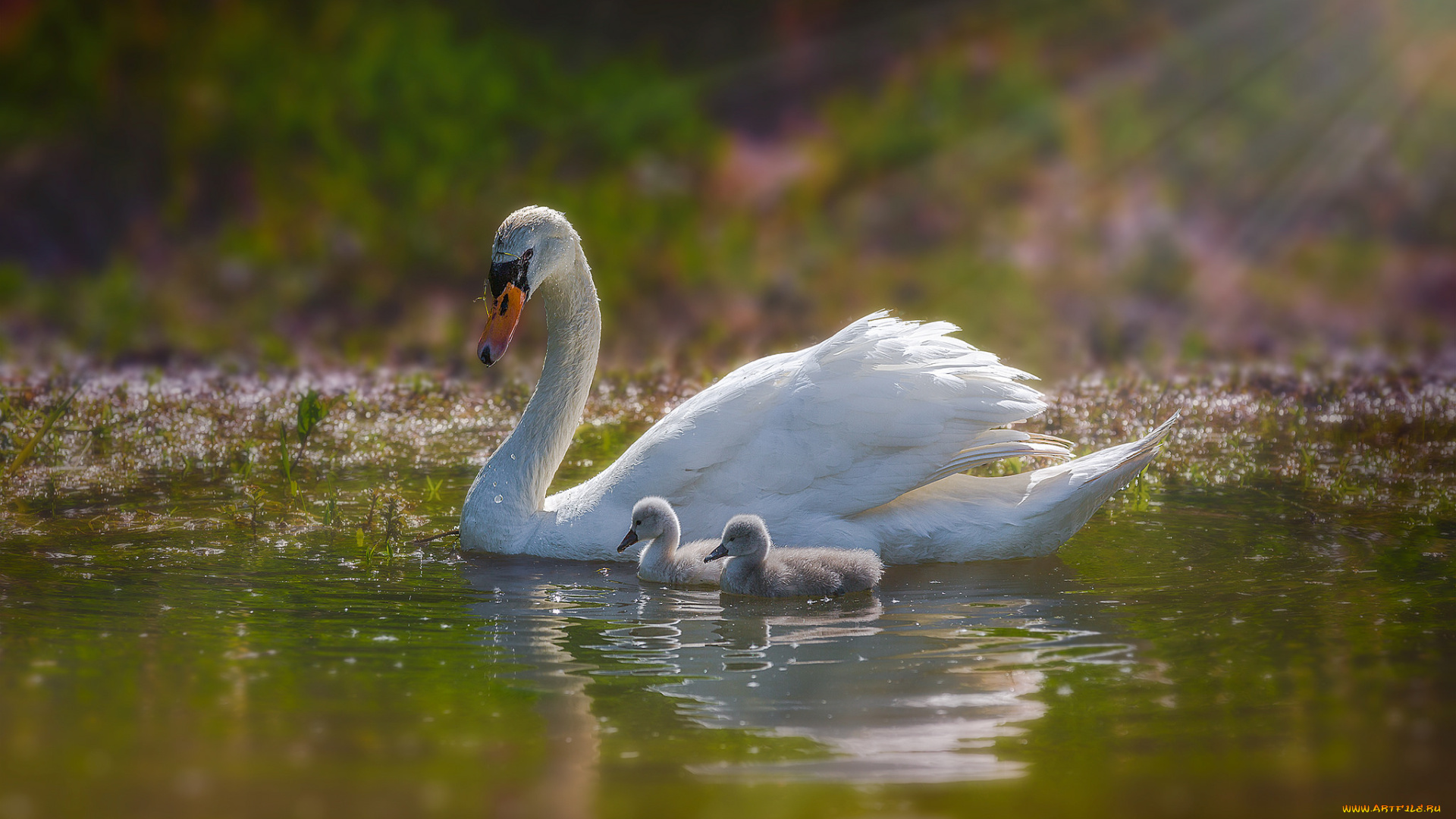 животные, лебеди, птичка
