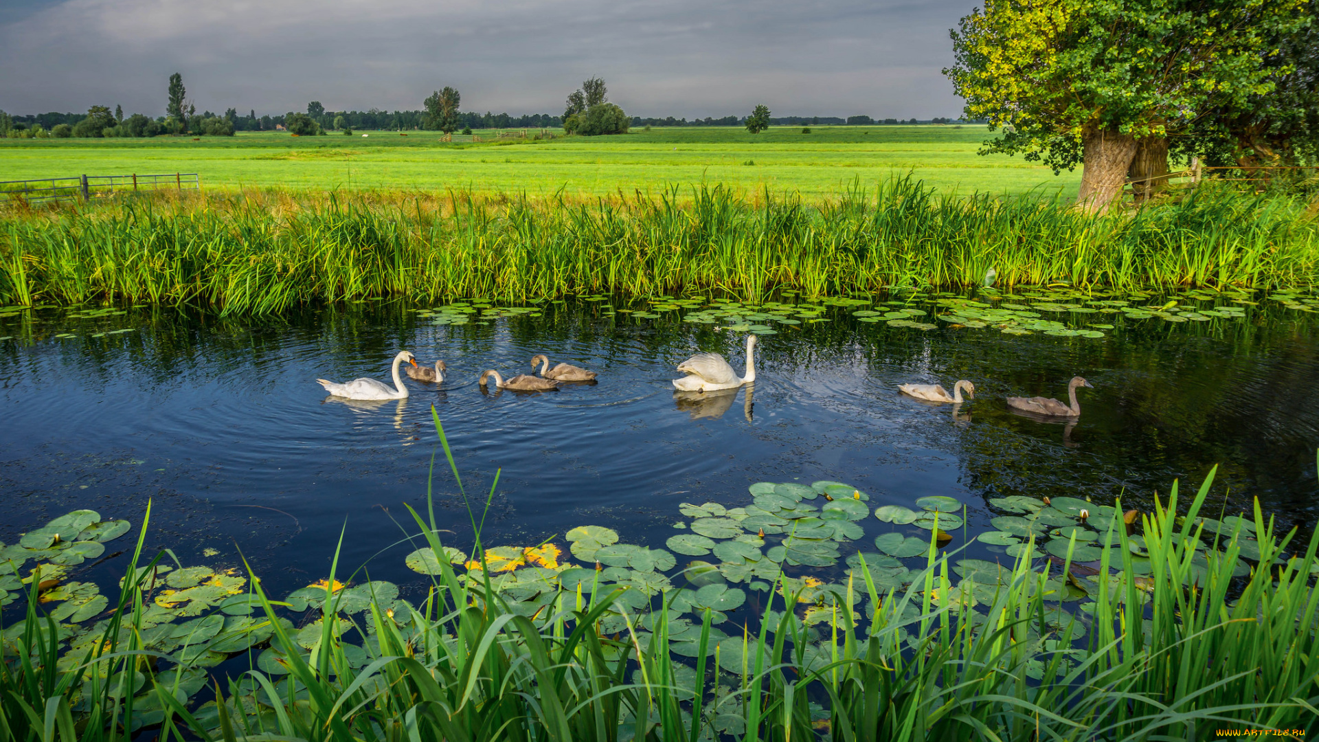животные, лебеди, птичка