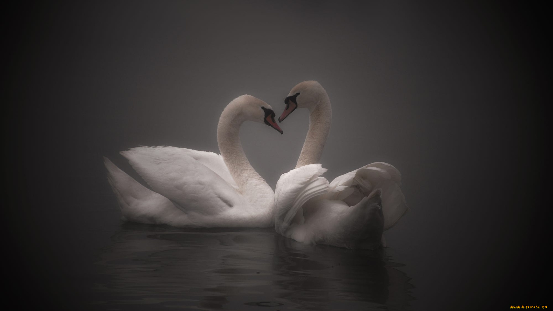 животные, лебеди, птицы, вода, природа