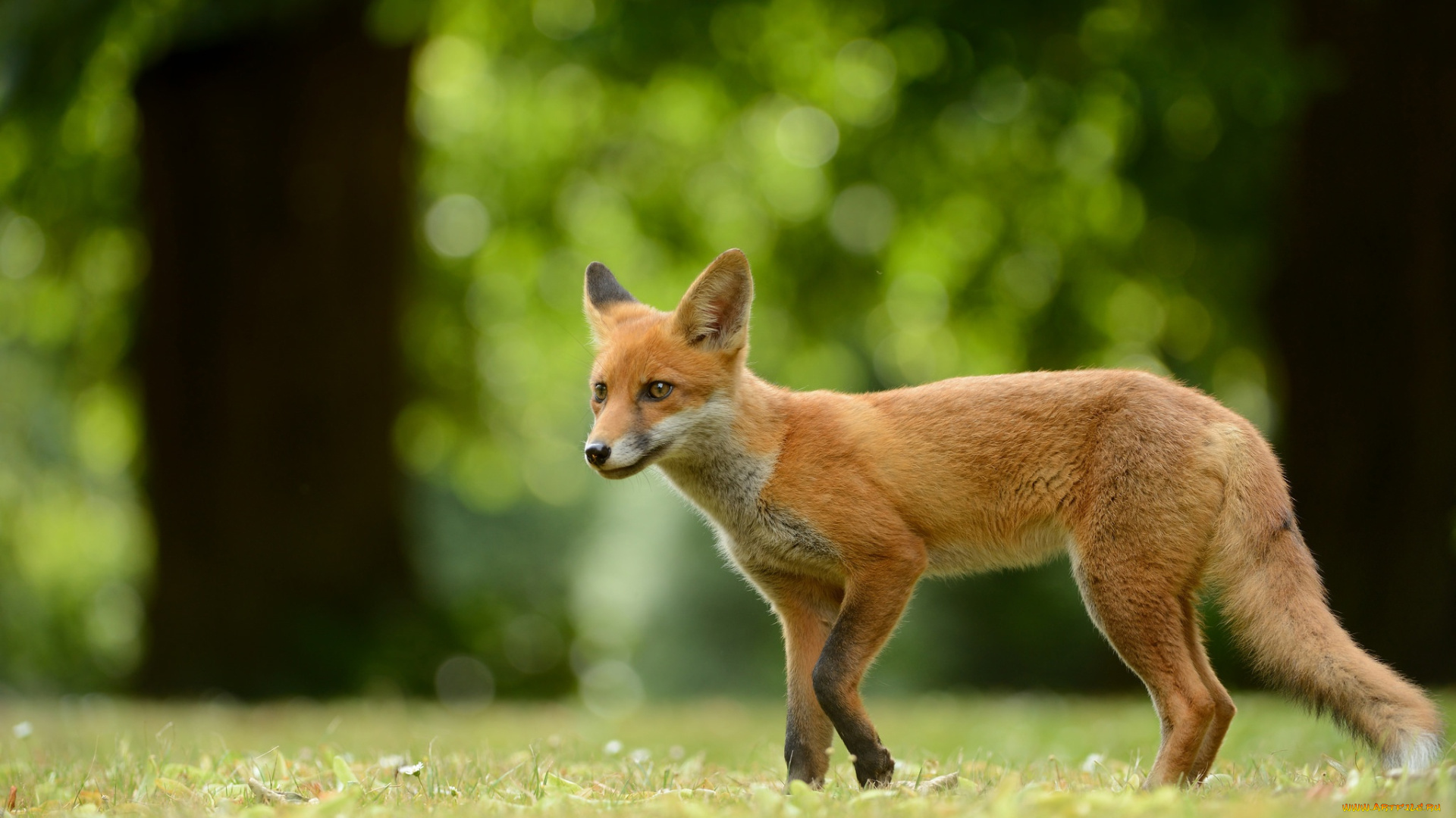 животные, лисы, дикая, природа, рыжая, фон, фауна, поляна, боке, стволы, мордочка, трава, лес, лиса