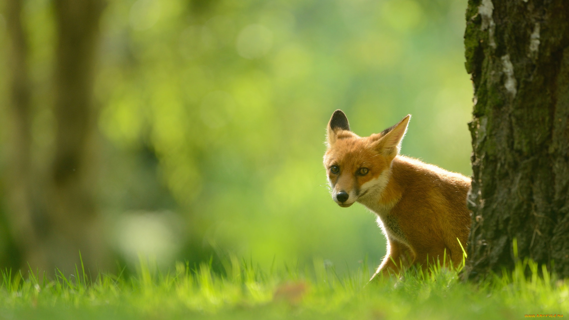 животные, лисы, трава, лиса, портрет, лес, солнечно, рыжая, природа, фон, поляна, боке, зелень, ярко, норный, зверь, сидит