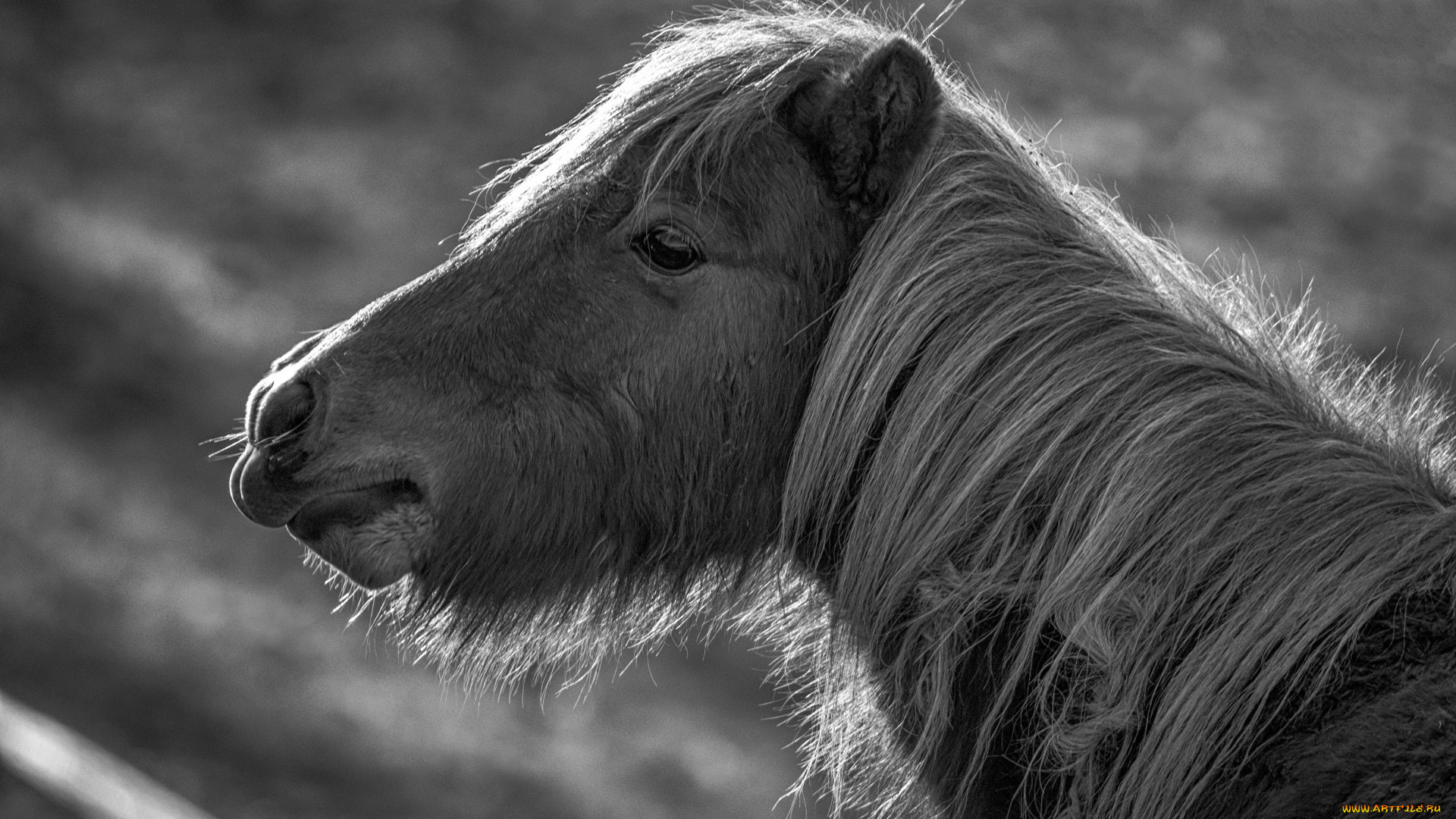 животные, лошади, грива, лошадь