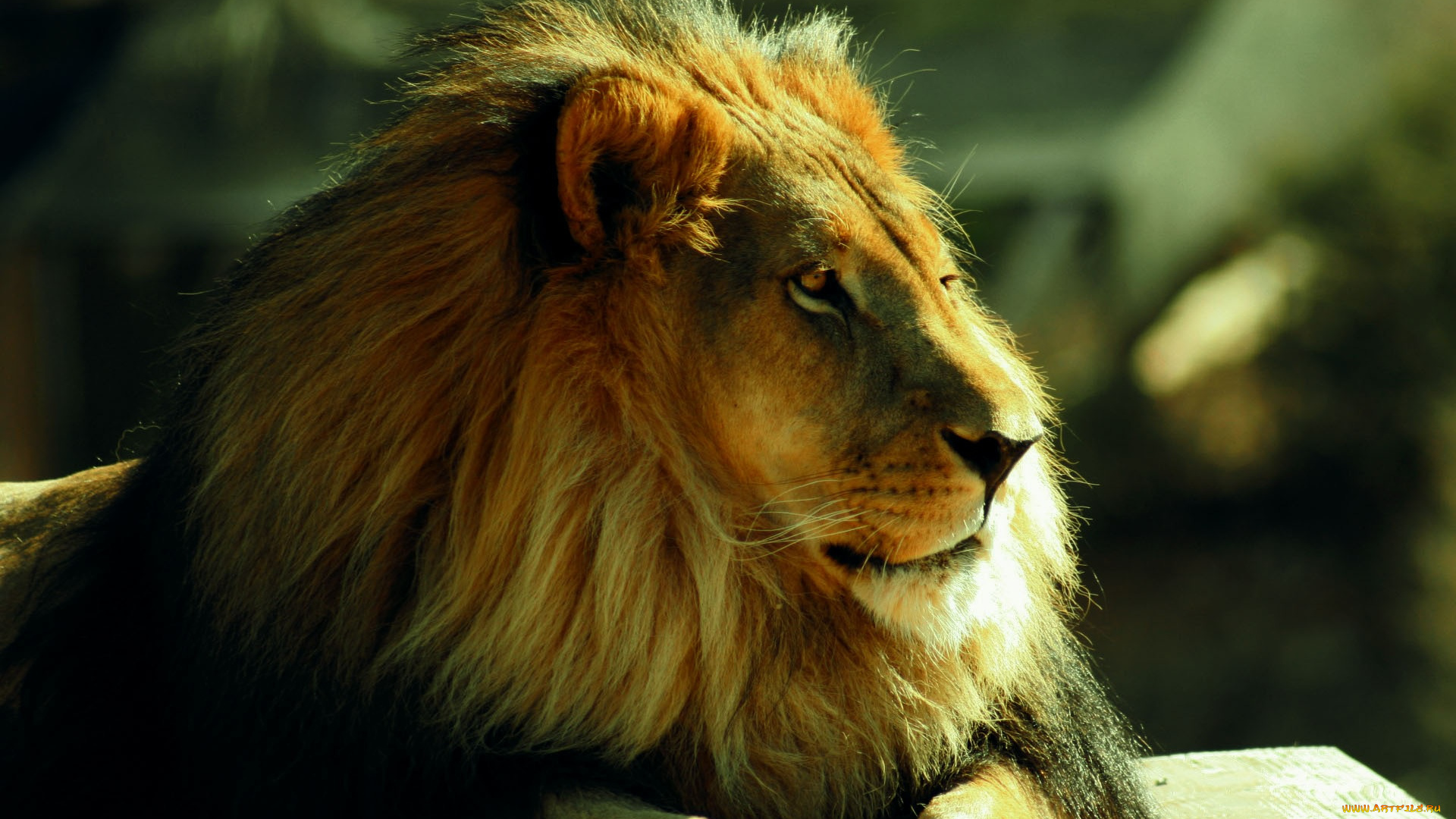 животные, львы, лев, царь, зверей