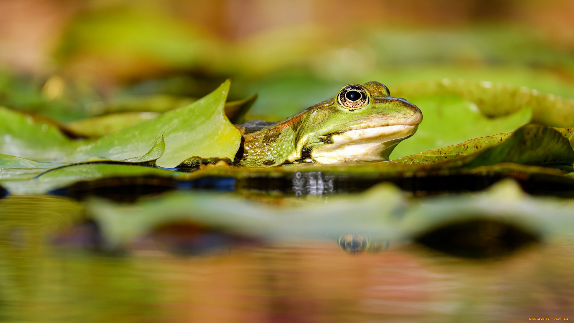 животные, лягушки, вода, мокрая, окрас, лягушка