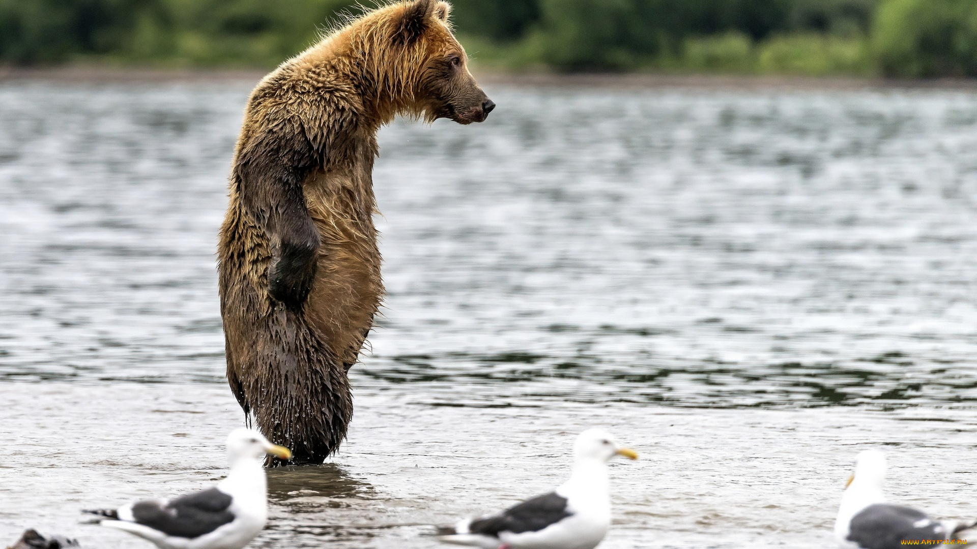 животные, медведи, река, птицы