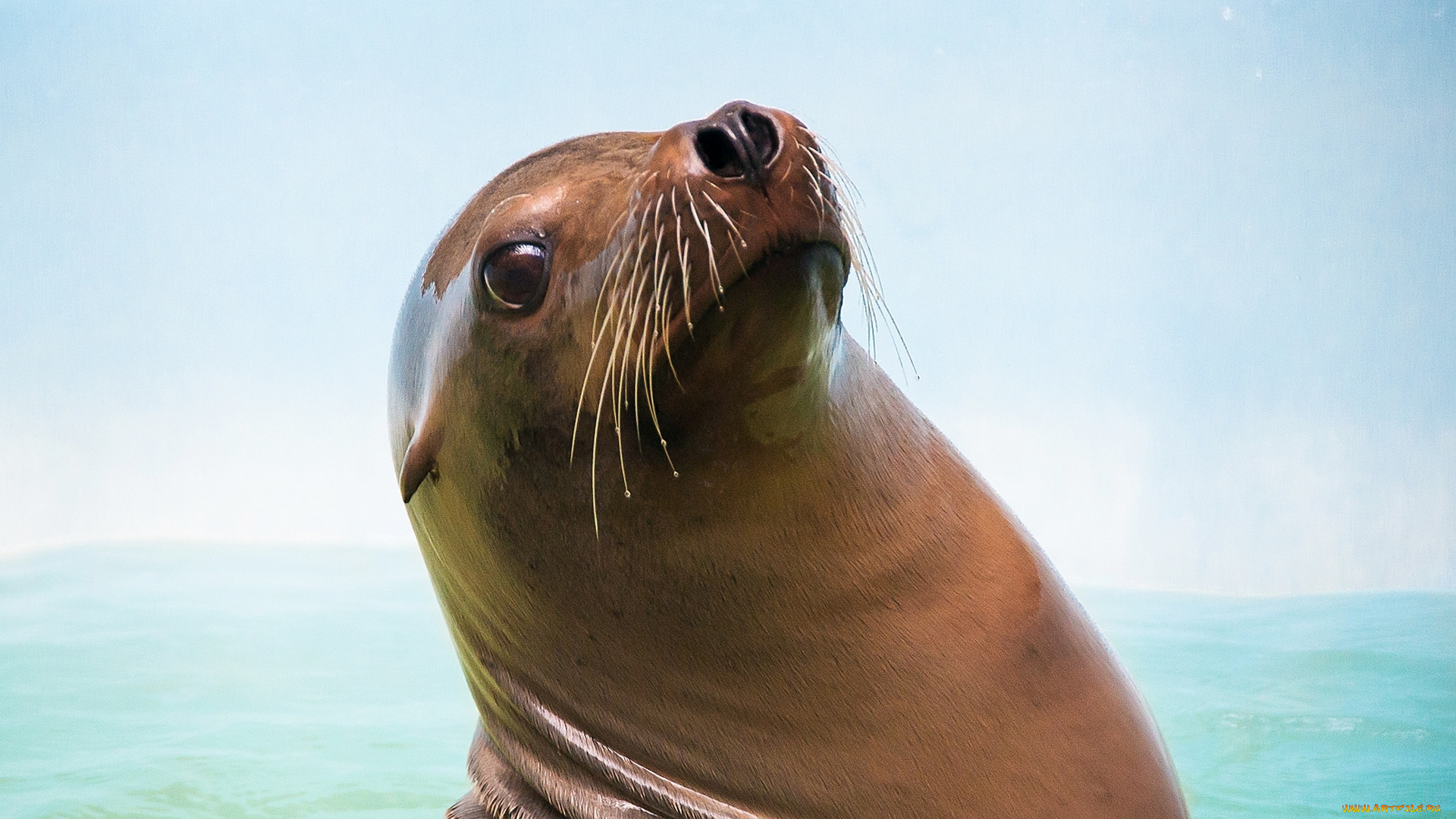 животные, морская, фауна, котик