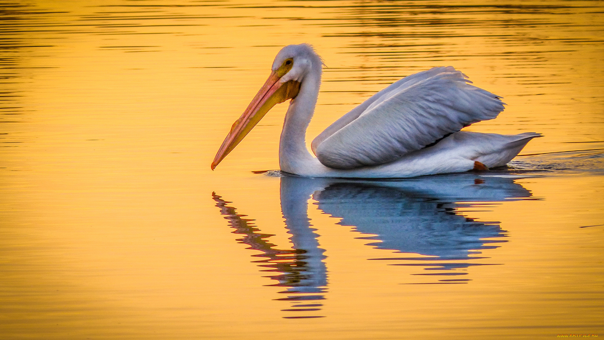 животные, пеликаны, птичка