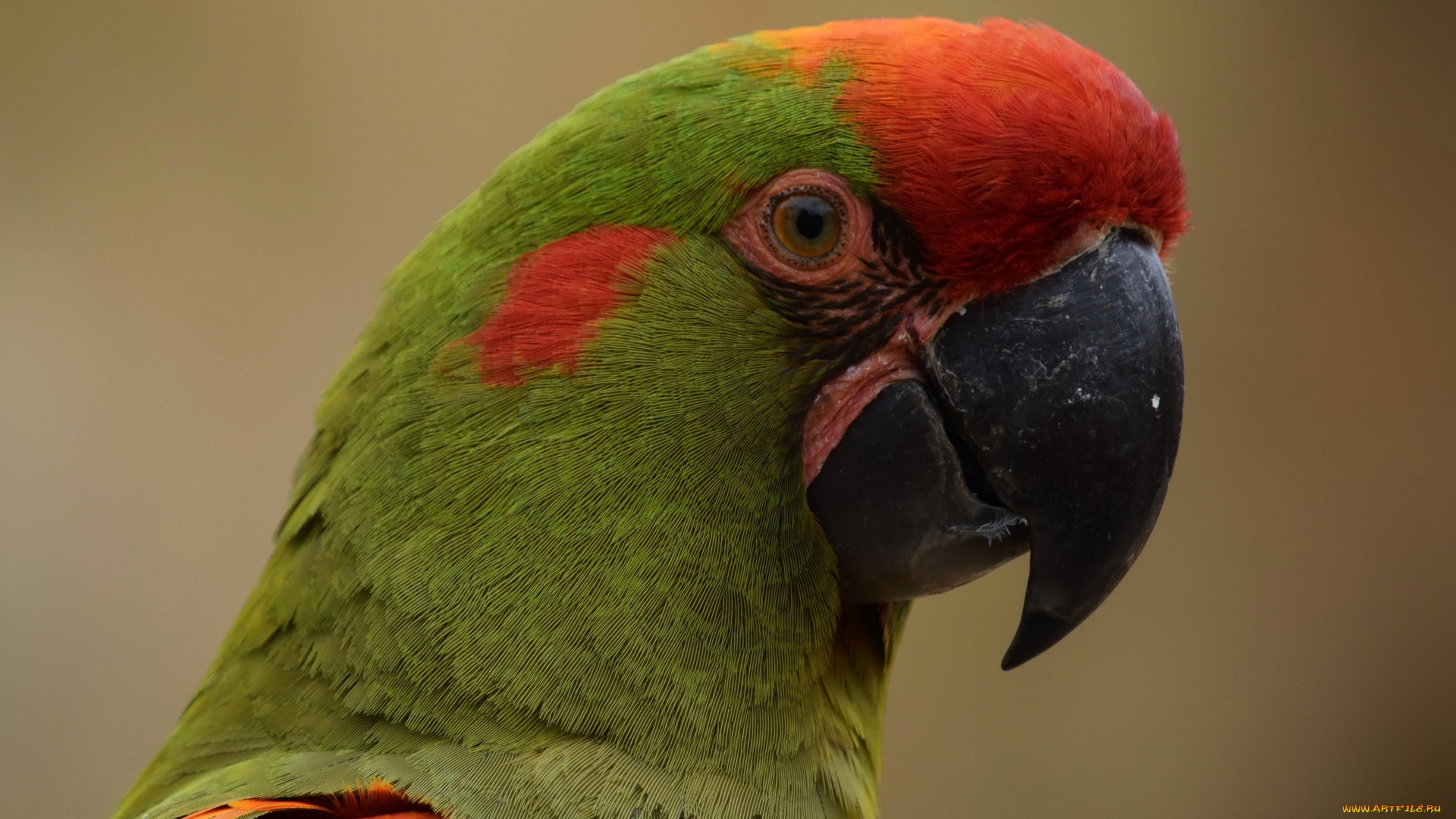 животные, попугаи, голова, попугай