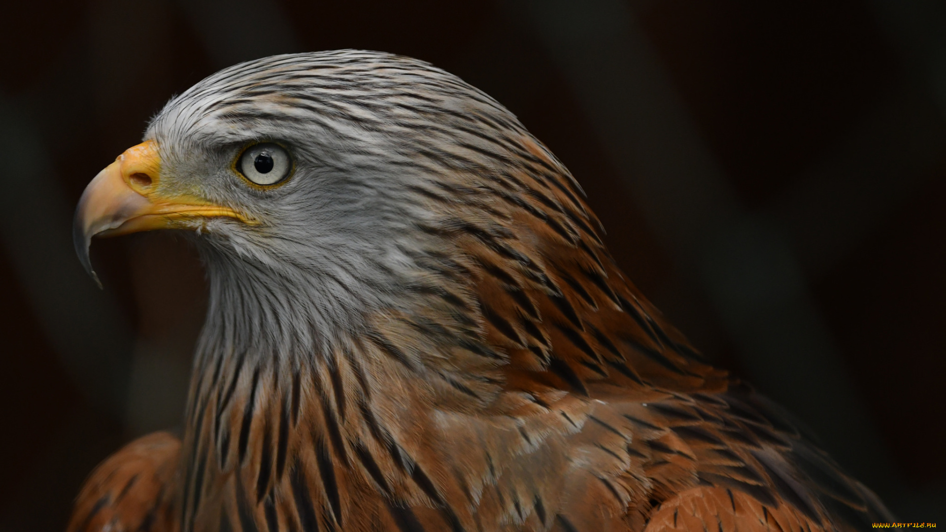 животные, птицы, -, хищники, птичка