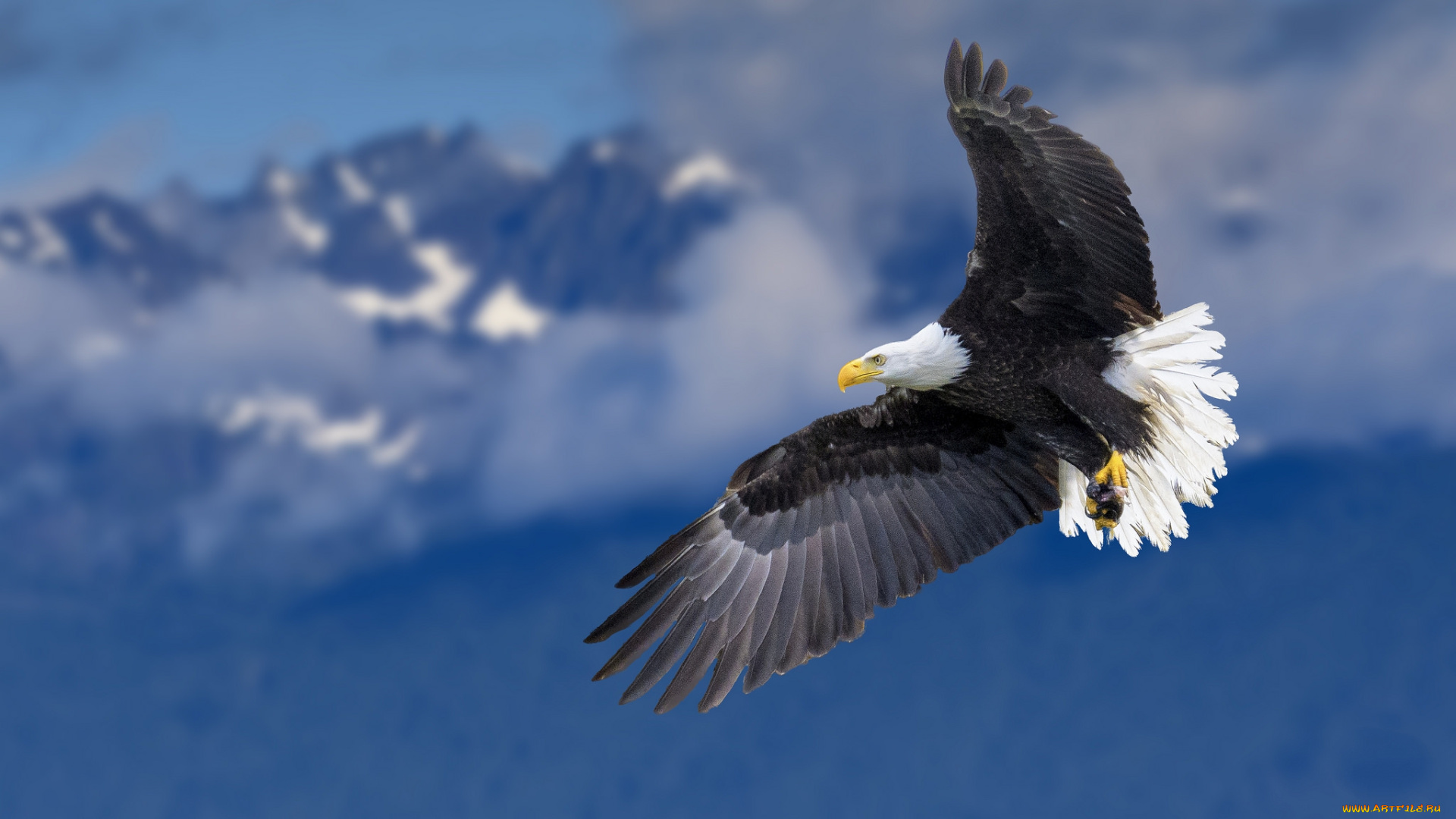 животные, птицы, -, хищники, птичка