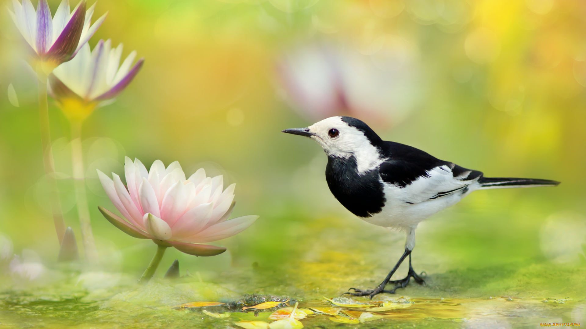 животные, птицы, цветок, лотос, вода, птица