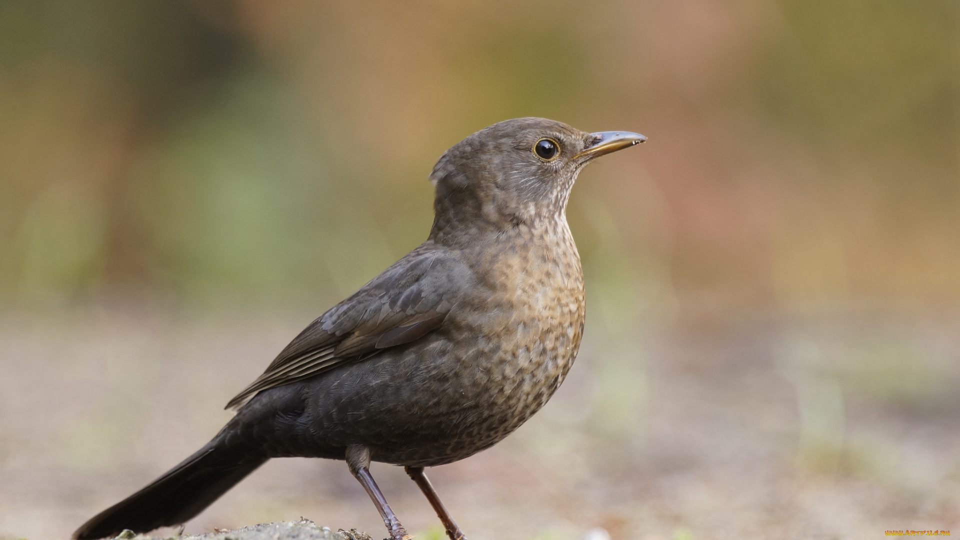 животные, птицы, птичка