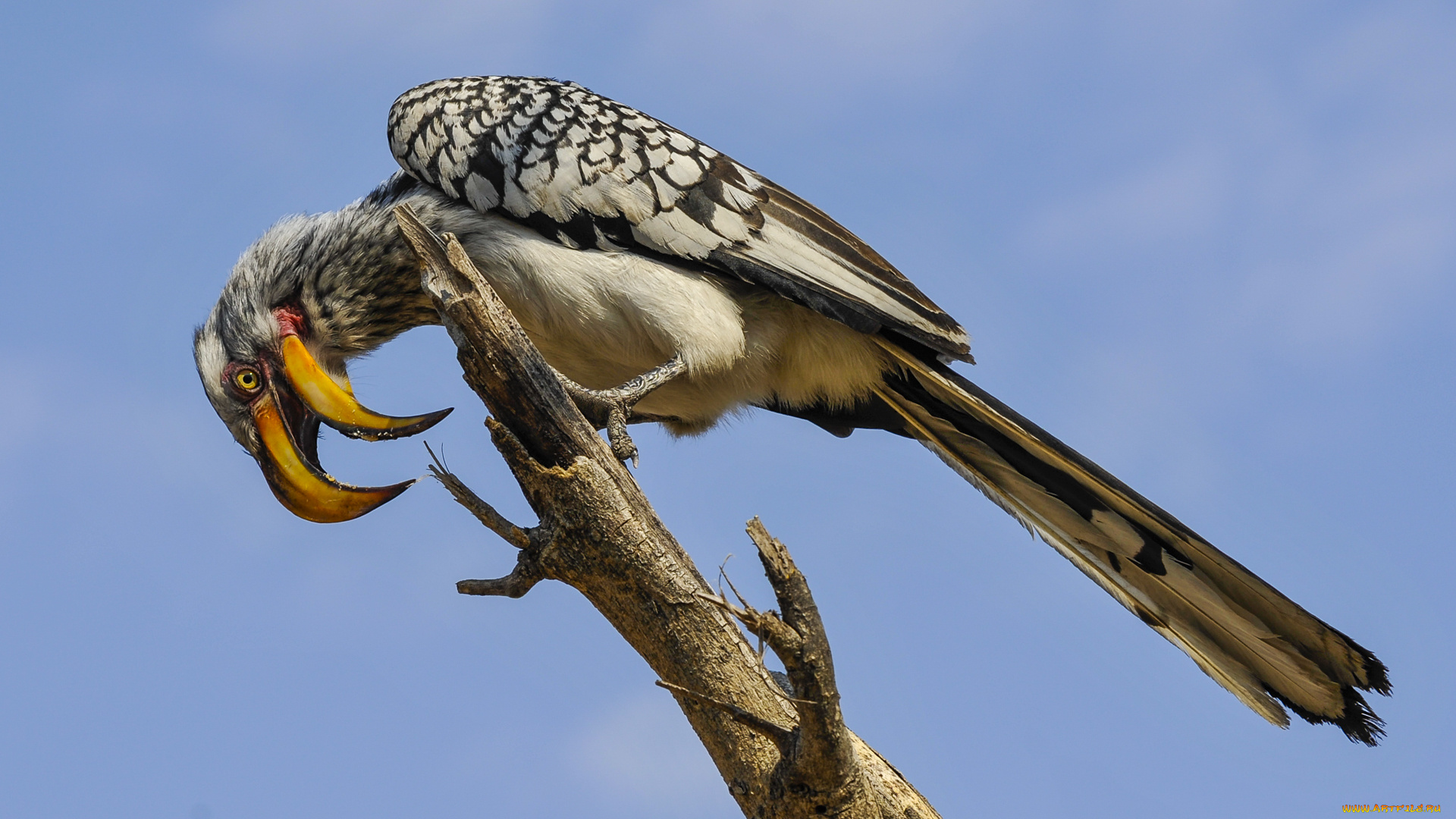 животные, птицы, птичка