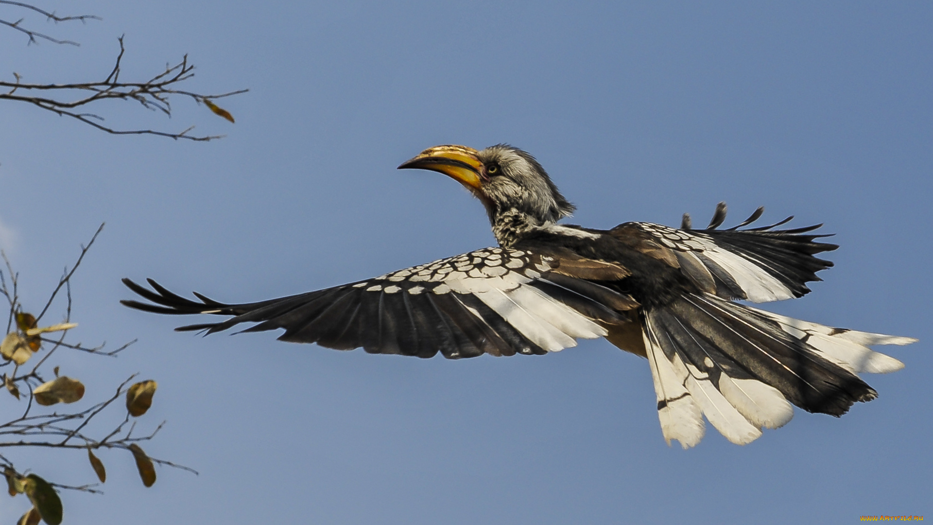 животные, птицы, птичка