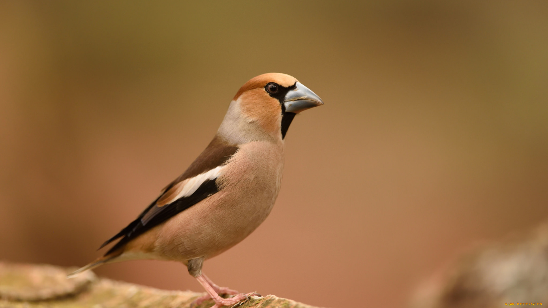 животные, птицы, птичка