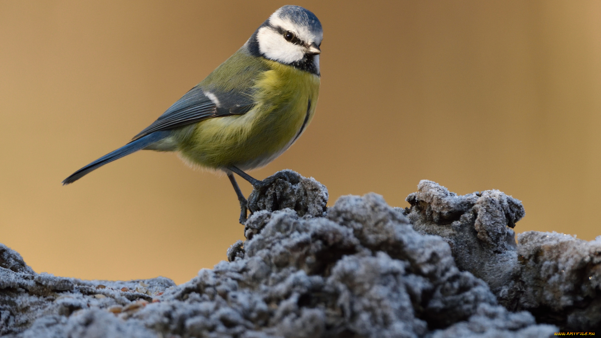 животные, синицы, , лазоревки, птичка