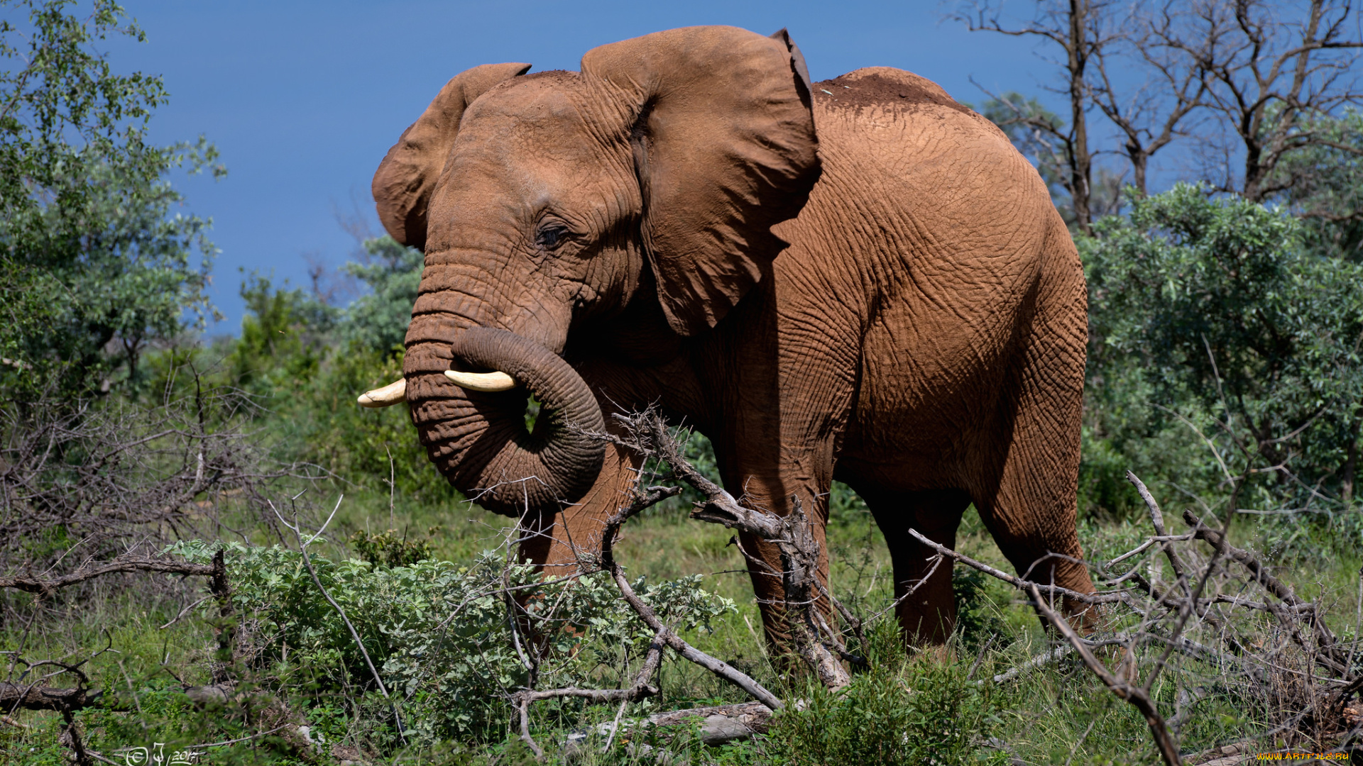 животные, слоны, слон