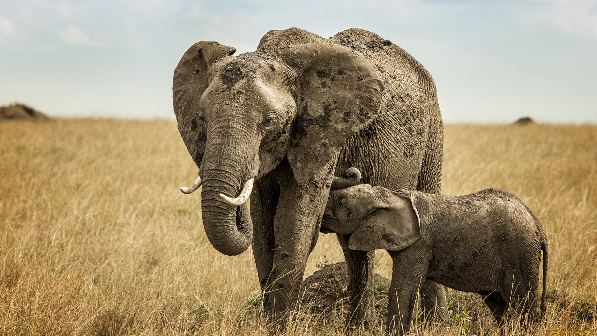 животные, слоны, слон