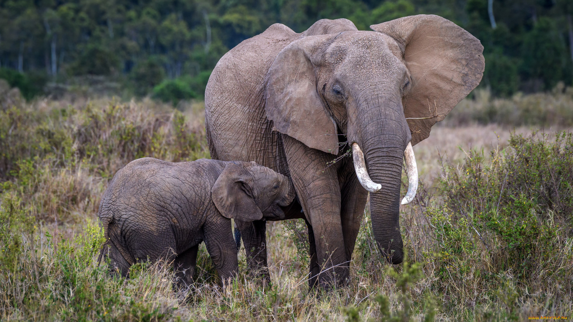 животные, слоны, слон