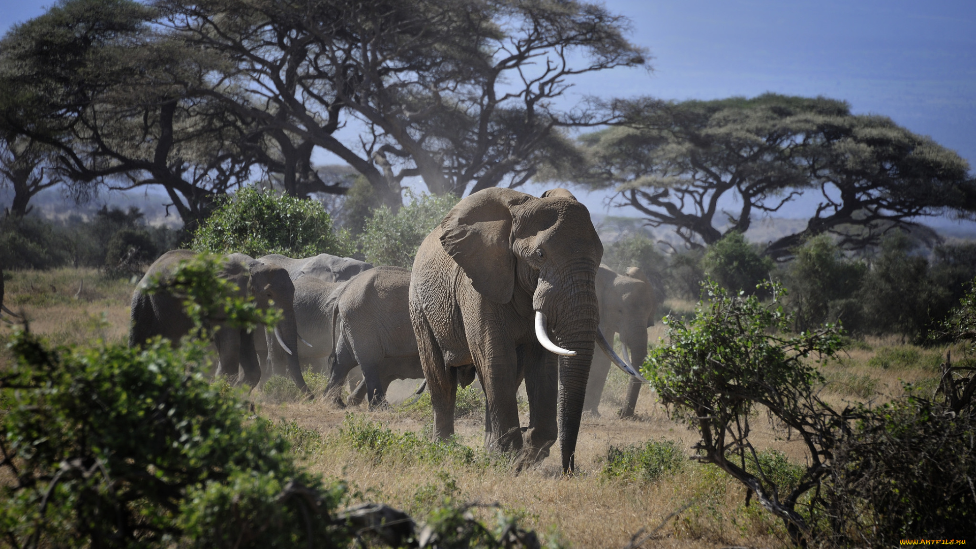 животные, слоны, слон