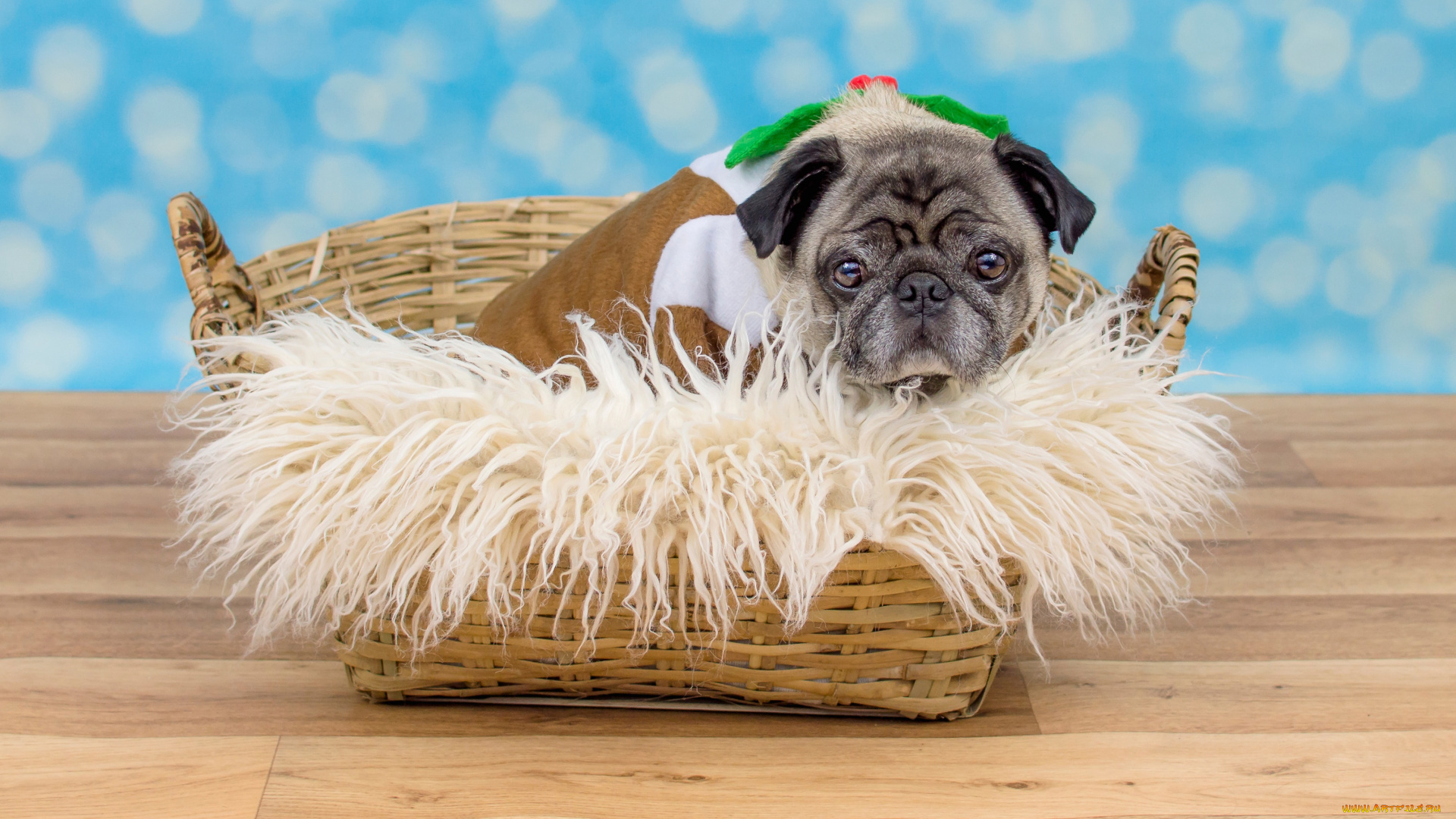 животные, собаки, собака, взгляд, пёсик, костюмчик, лежит, пол, одежда, прикид, выражение, боке, мех, голубой, фон, мордашка, корзина, мопс