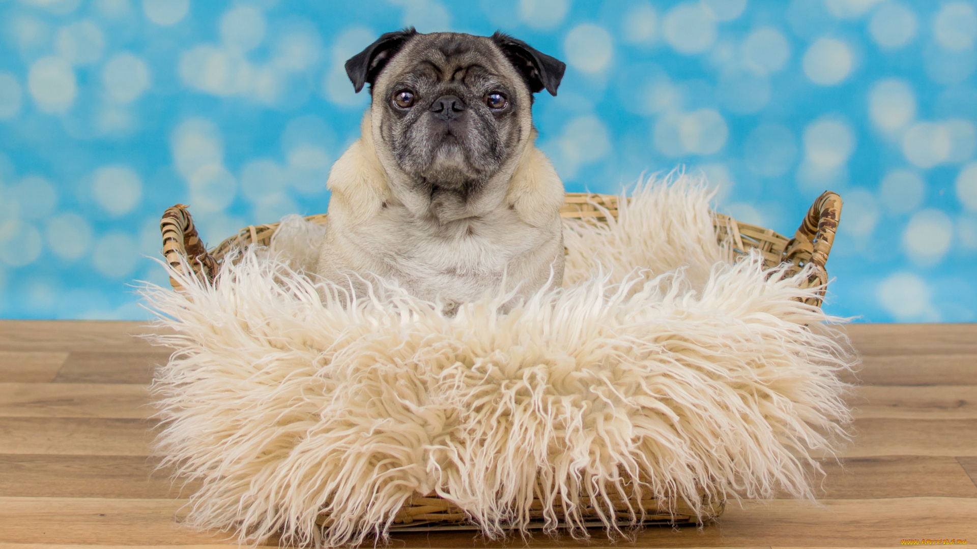 животные, собаки, собака, взгляд, пёсик, портрет, лежит, пол, голубой, фон, боке, мех, мордашка, корзина, грустный, мопс