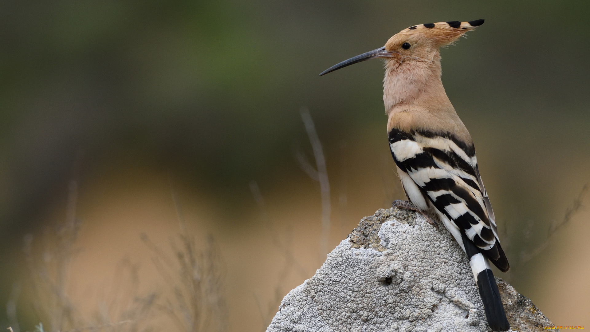 животные, удоды, птичка