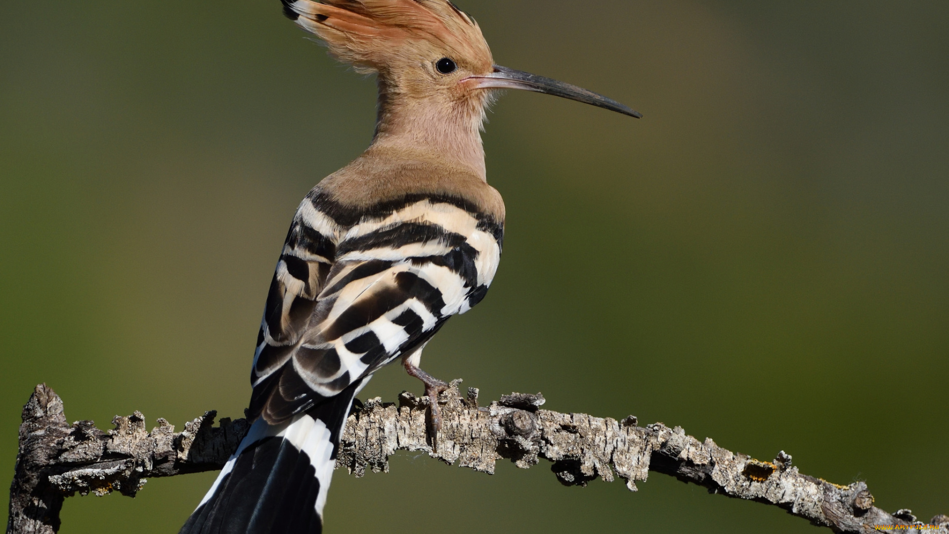 животные, удоды, птичка