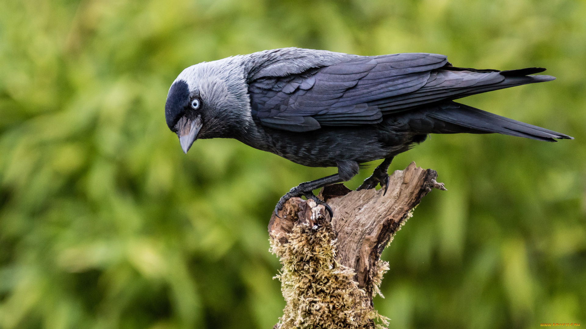 животные, вороны, , грачи, , галки, птичка