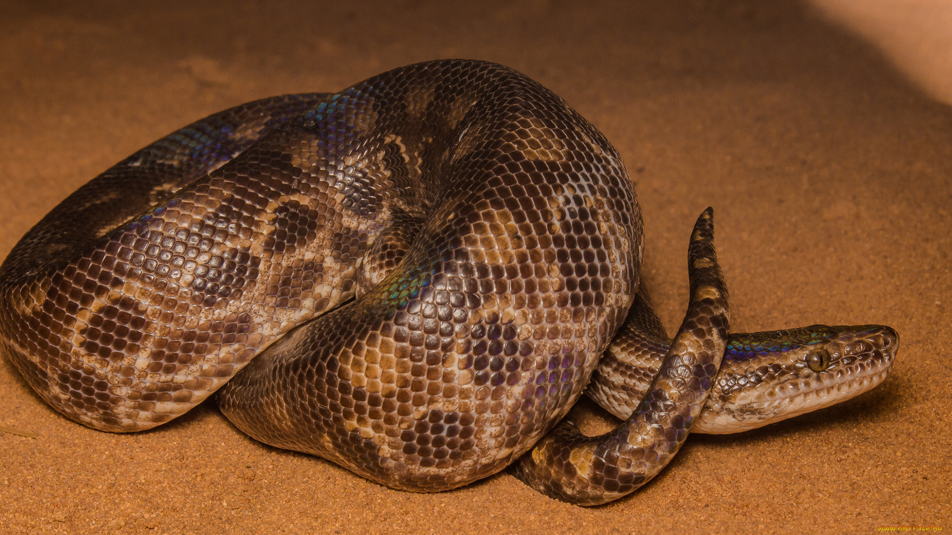 животные, змеи, , питоны, , кобры, змея