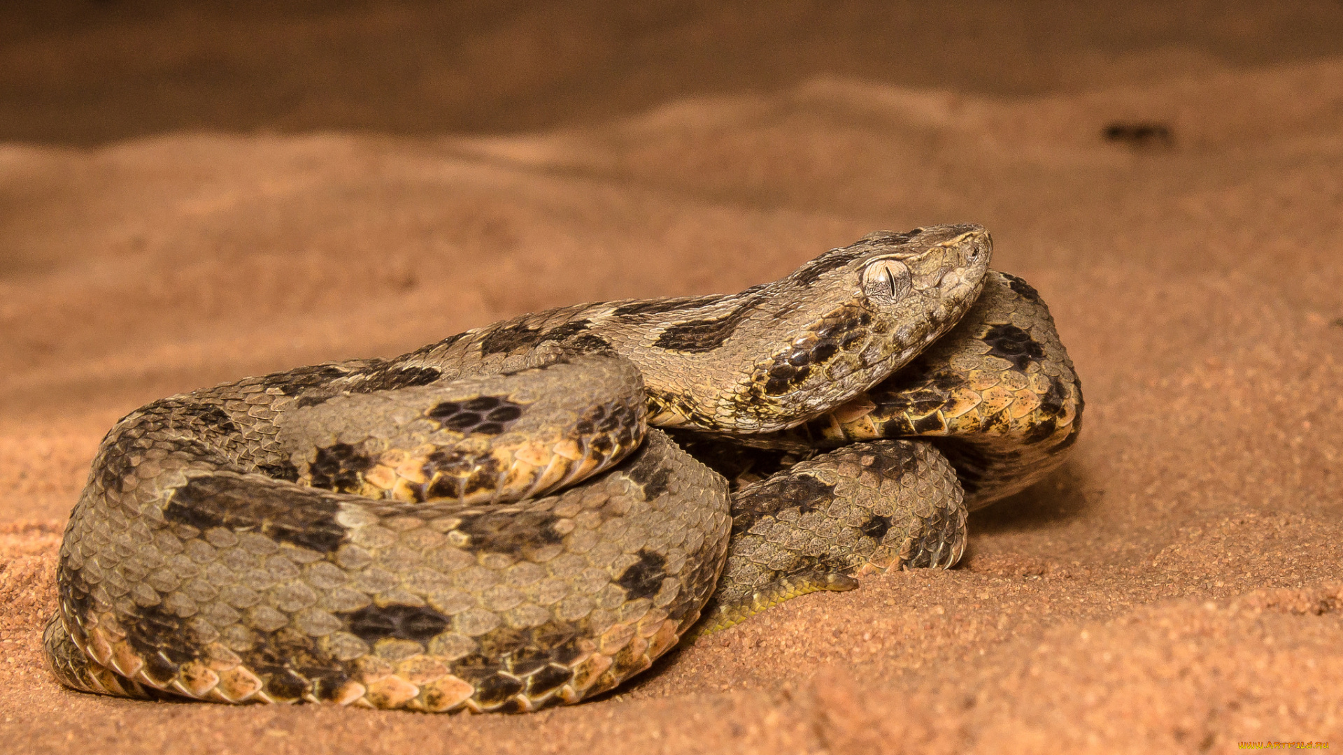 животные, змеи, , питоны, , кобры, змея