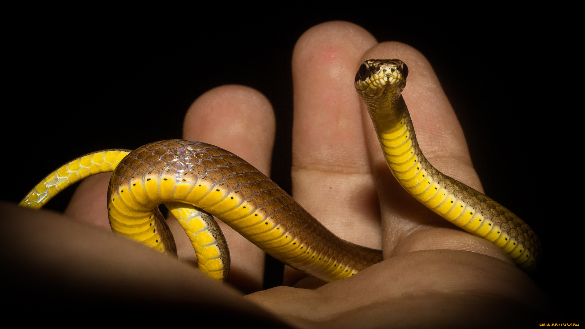 животные, змеи, , питоны, , кобры, змея