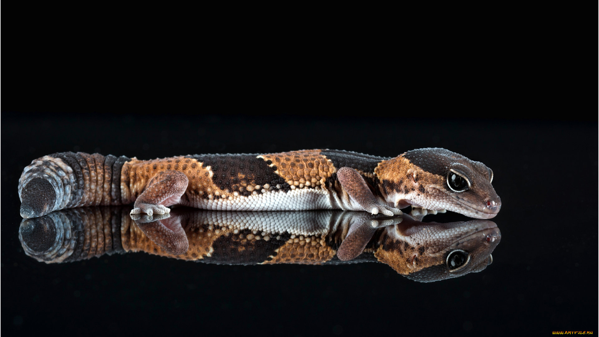 животные, змеи, , питоны, , кобры, змея