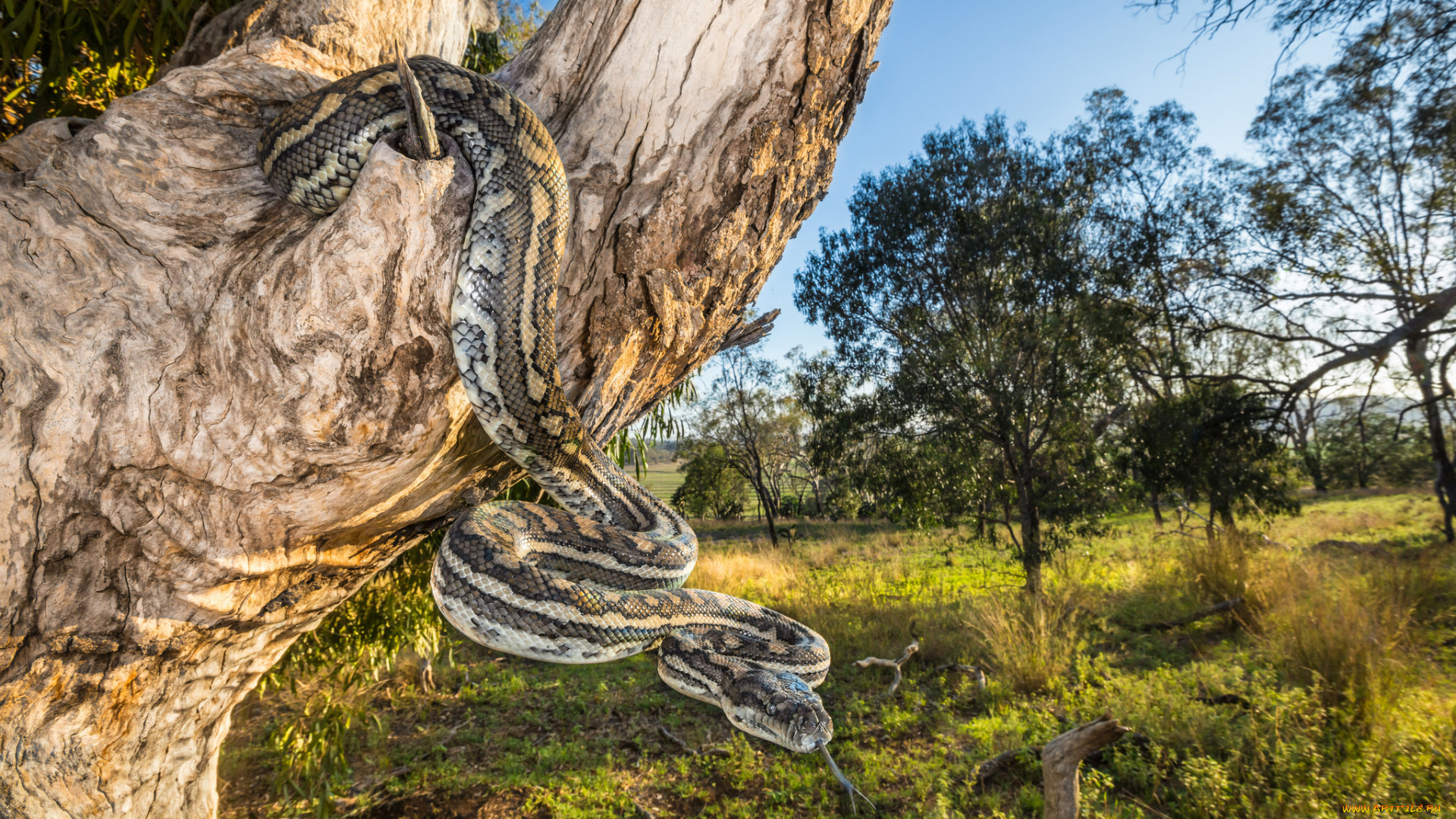 животные, змеи, , питоны, , кобры, змея
