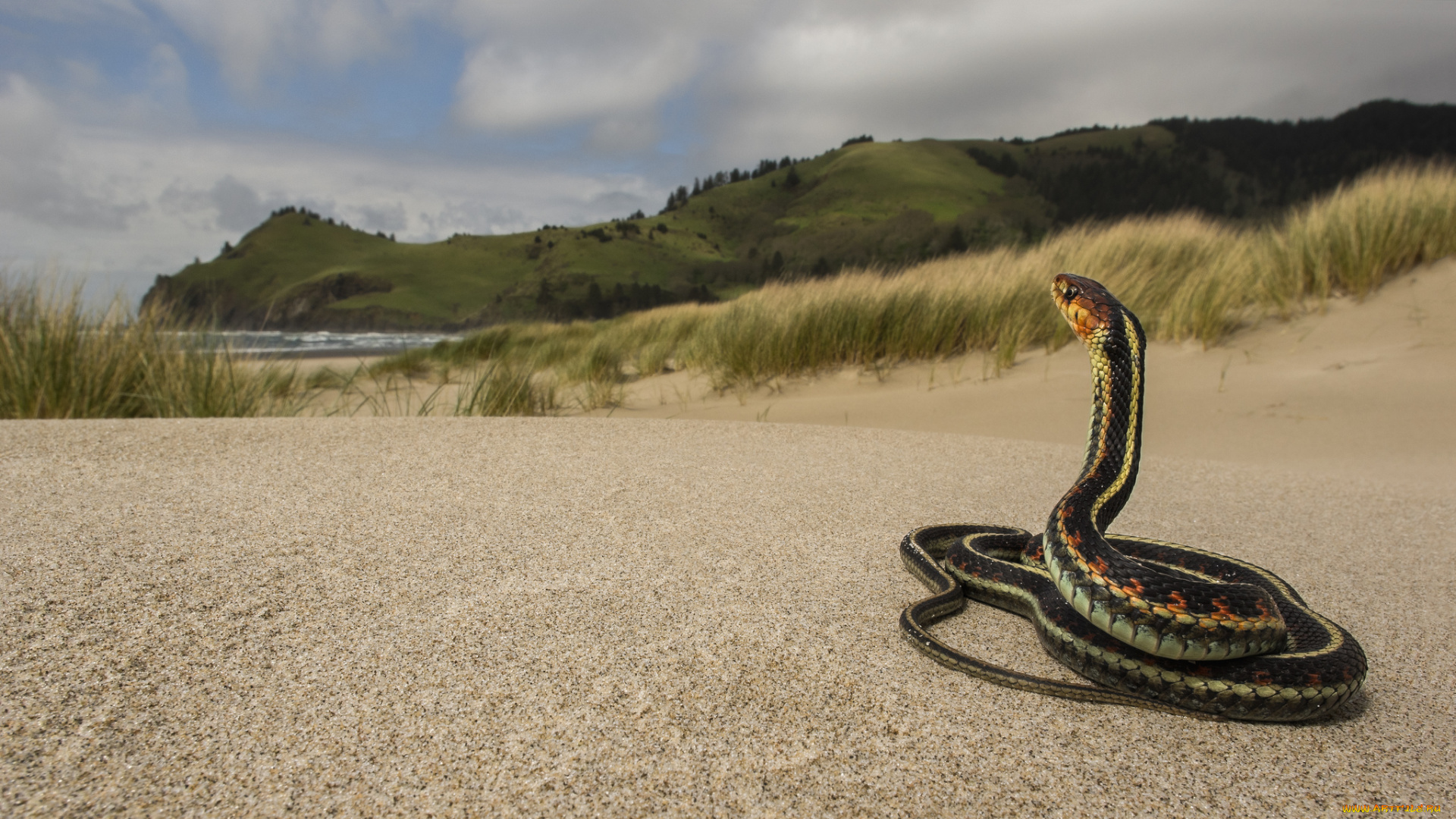 животные, змеи, , питоны, , кобры, змея