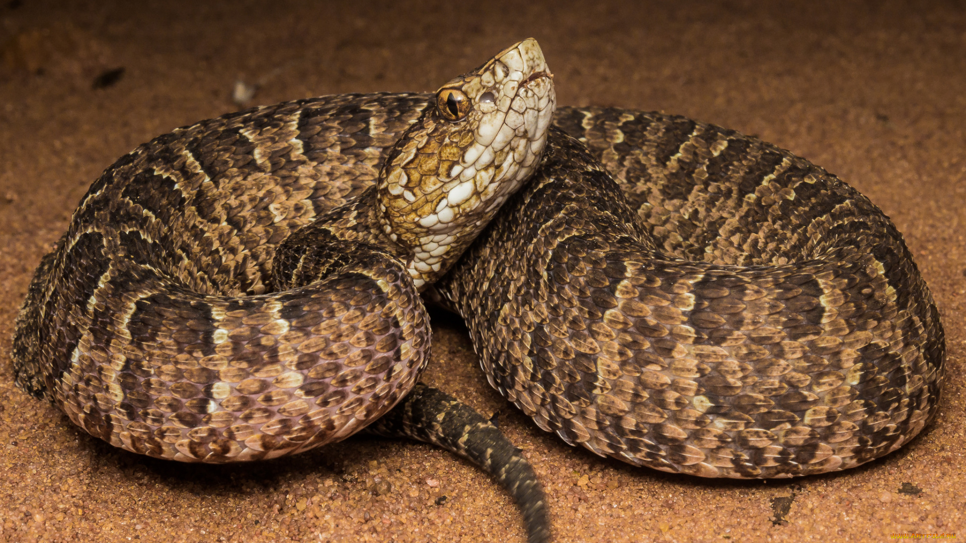 животные, змеи, , питоны, , кобры, змея