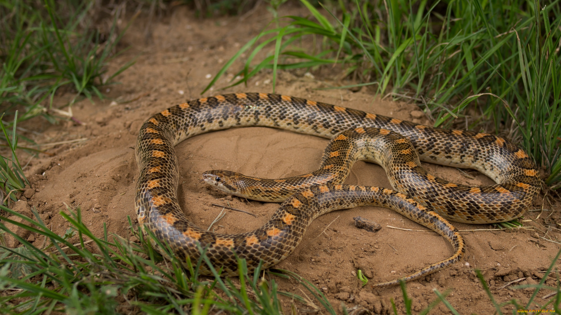 животные, змеи, , питоны, , кобры, змея