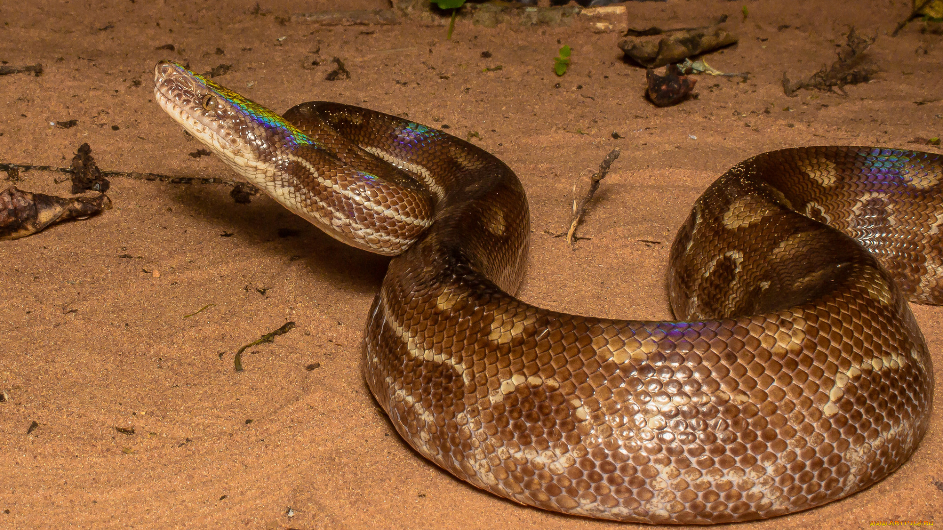 животные, змеи, , питоны, , кобры, змея