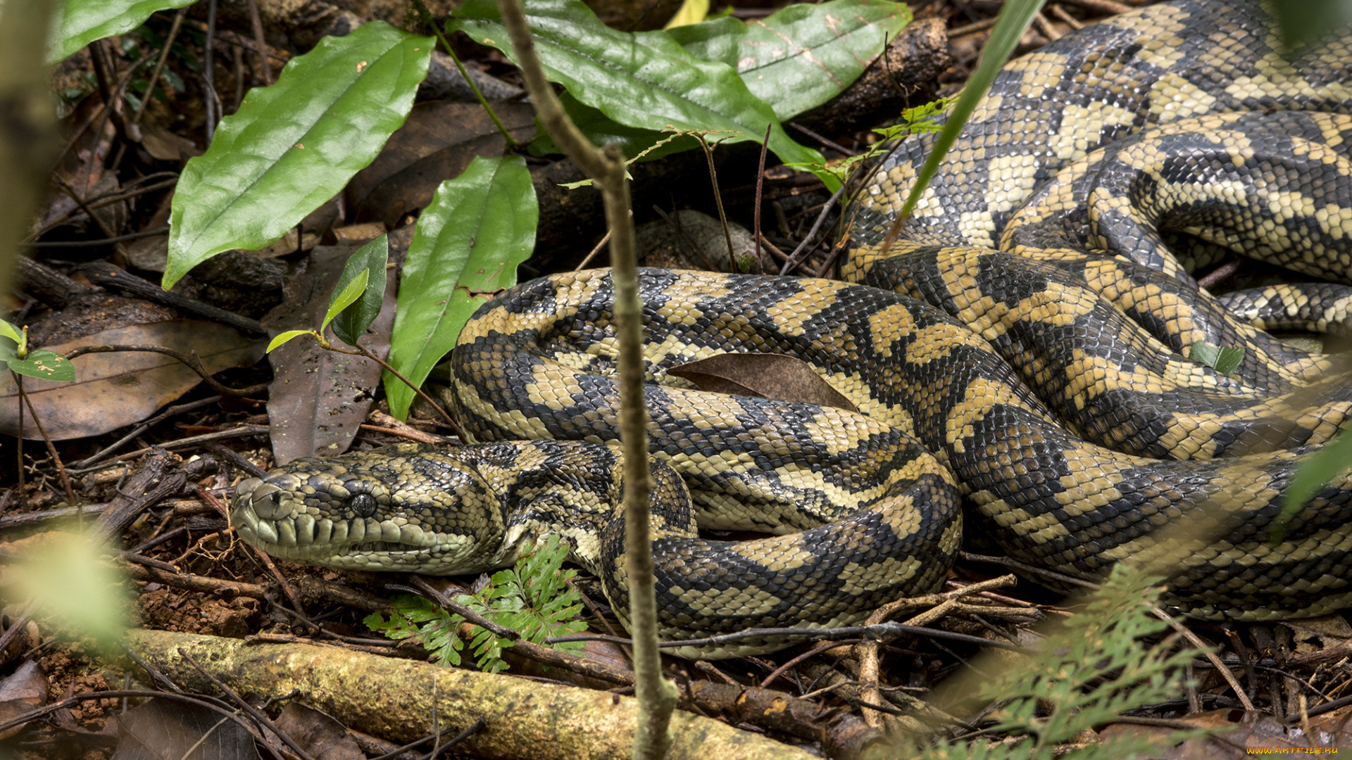 животные, змеи, , питоны, , кобры, змея