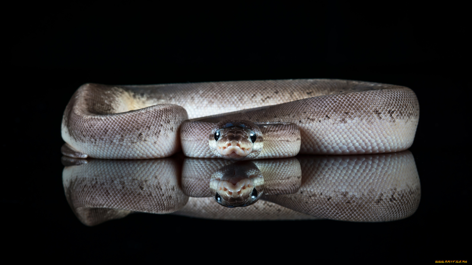 животные, змеи, , питоны, , кобры, змея