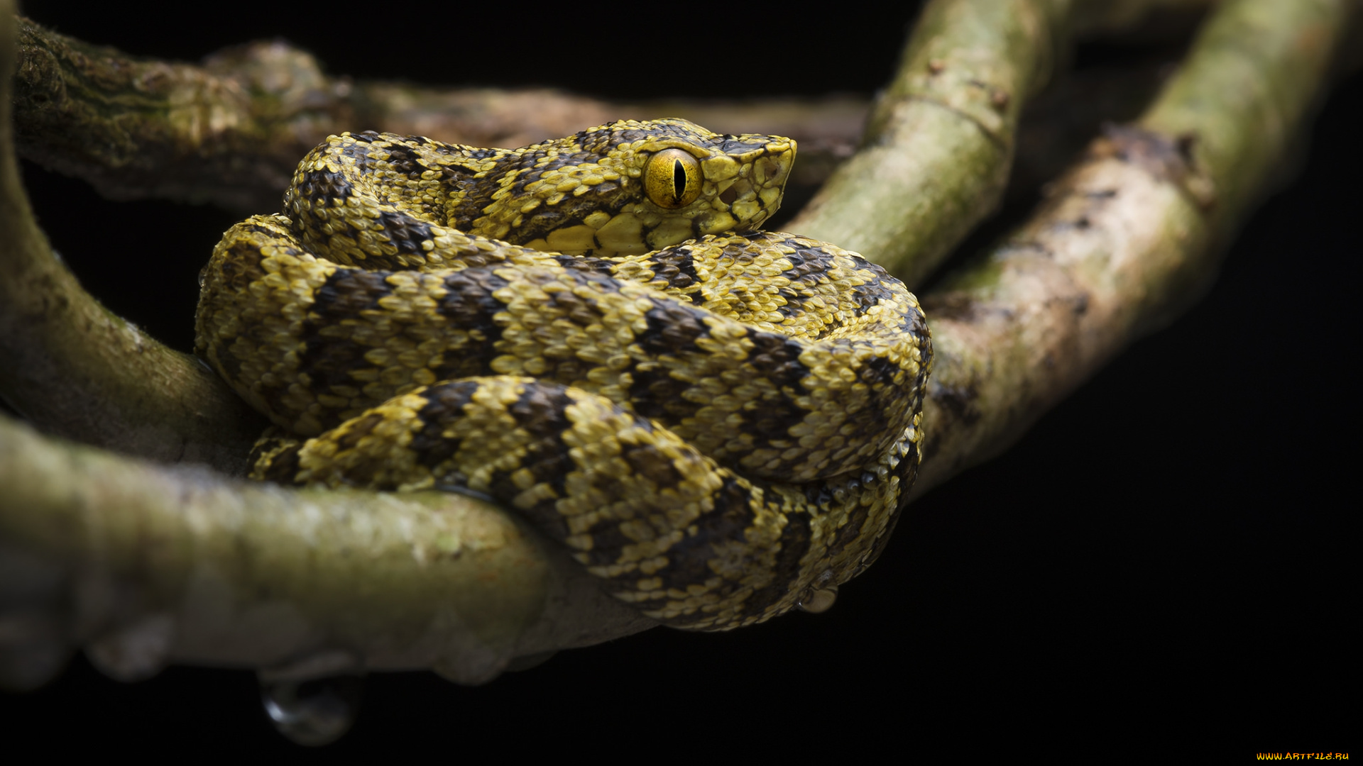 животные, змеи, , питоны, , кобры, змея