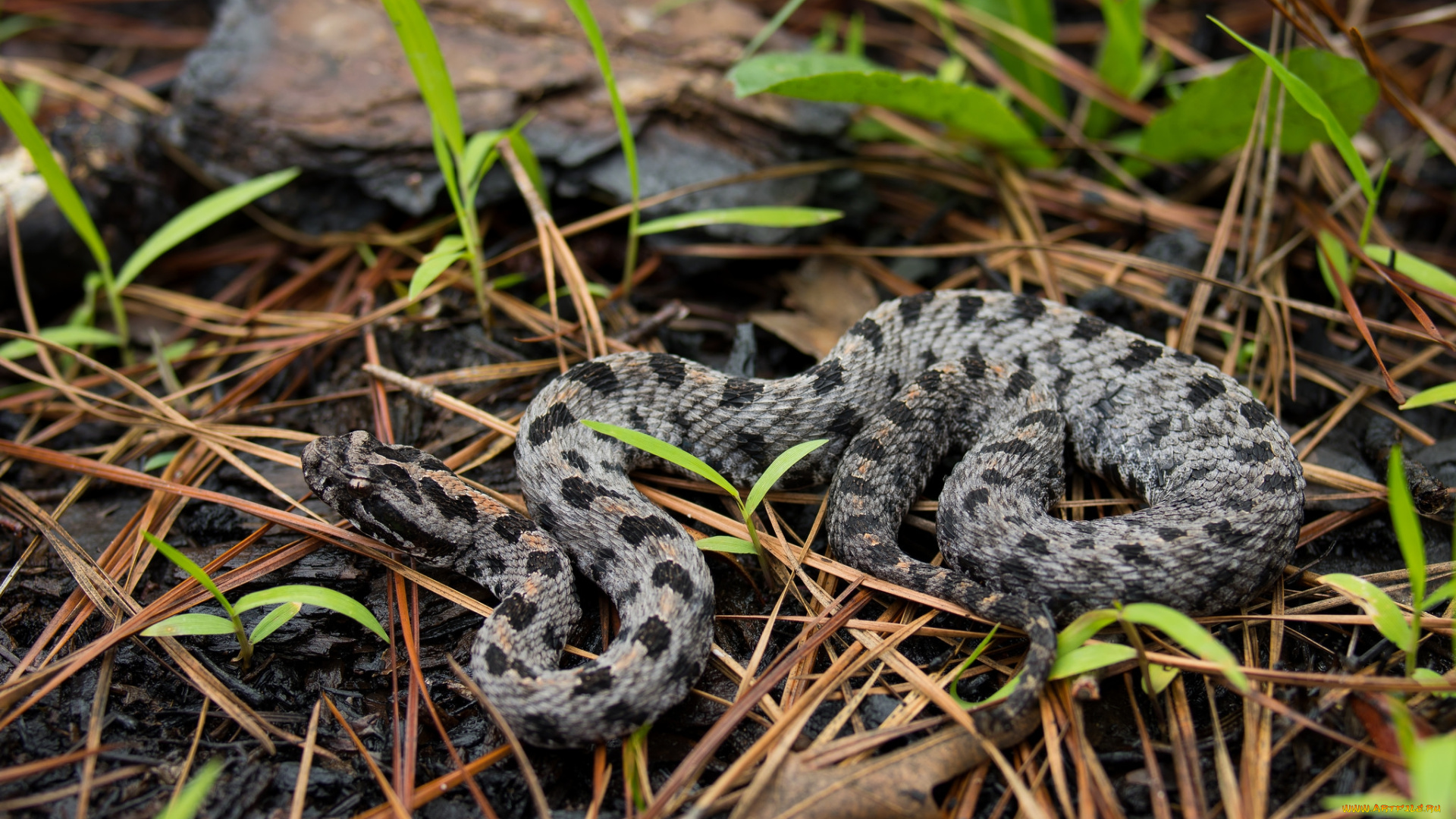 животные, змеи, , питоны, , кобры, змея